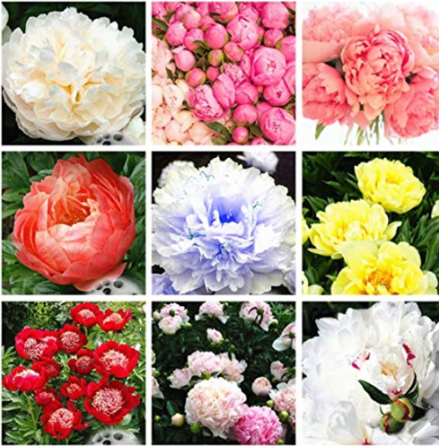 20 pcs/Bag Double Blooms Peony Heirloom Sorbet Robust Paeonia Bonsai Flower Pot Tree Rose Balcony Garden Plant Easy to Grow - (Color: Mixed)