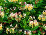 100 Pcs/Pack Honeysuckle Vine Plant, Naturally Grown, Rare Flower Flores Bonsai for Home Garden