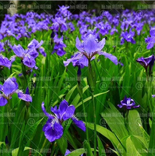 Us 1 99 20pcs Iris Bonsai Irises Flower Bonsai Perennial