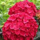 Big Sale 20 Pcs Chinese Colors Hydrangea Real Perennial Flower Garden Beautiful Wedding Party Flower Plant