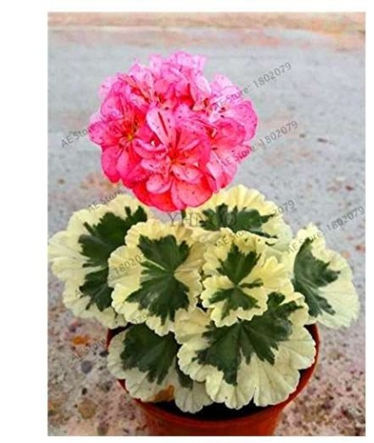 20PCS Deep Red Geranium Bonsai Pretty Charming Flower Garden Pelargonium Peltatum Plant Easy Grow