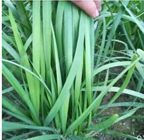 500 Pcs/Bag Chinese Broadleaf Chive Bonsai Garden Potted Leek Plants Home Garden Easy to Grow Vegetables Four Seasons Planting