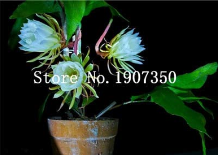 100 Pcs Epiphyllum Anguliger Fishbone Succulent Zig Zag Cactus Hanging Plant Rare Potted Plant Double Petals Bonsai Flowers - (Color: 13)