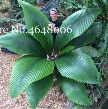 Ravenala Madagascariensis Tree China Manufacturer - China Ravenala