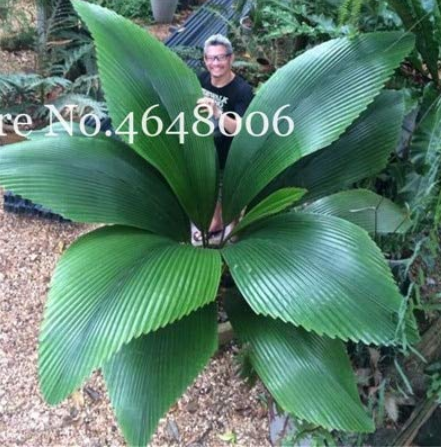 100 Pcs/Bag Purple Travelers Palm Flores Bonsai, Ravenala Madagascariensis Chinese Fan Palm Plant,Tall Evergreen Tree 