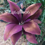 100 Pcs/Bag Purple Travelers Palm Flores Bonsai, Ravenala Madagascariensis Chinese Fan Palm Plant,Tall Evergreen Tree 