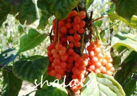 Schisandra Chinensis Semente 100pcs Plant Schisandra Berry Tree Easy to Grow Wu Wei Zi for Courtyard