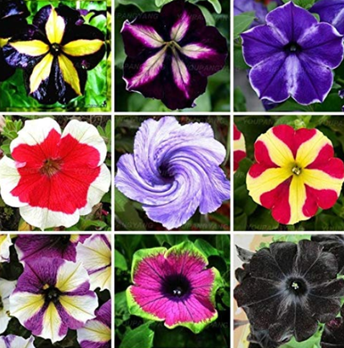 100pcs Rare Beautiful Petunia Flower Plants 24 Kinds of Petunia Flower can Choose Bonsai Tree plantas for Garden Decoration 
