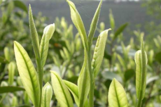 5pcs/lot Chinese Green Tea Tree Bonsai Plant DIY Healthy Bonsai Tea Tree Home Garden Professional Packaging