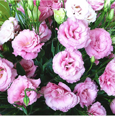 Rare Eustoma Seeds Perennial Flowering Plants Balcony Potted Flowers Seeds Lisianthus For Flower Home Garden 100 Pcs