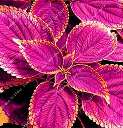 100pcs Purple Coleus Blumei Pink Edge Beautiful Natural Flowers Rare Perennial Fragrant Plants Japanese Flower Bonsai