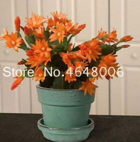 100pcs/Bag Hanging Schlumbergera Zygocactus Flores Bonsai Christmas Cactus Plantas, Bonsai Plant for Home Garden,Easy to Plant 