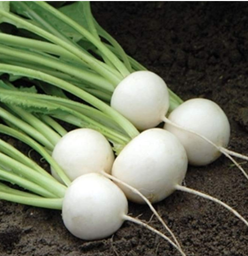 Hakurei F1 Turnip 200 Seeds This Is the One That Sets the Standard for Flavor