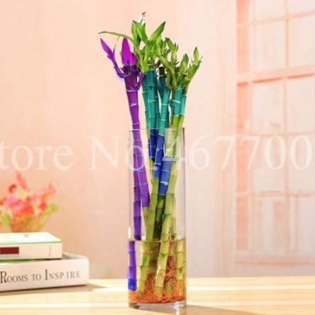 10 Pcs Rainbow Lucky Bamboo Bonsai Small Potted Plants Purify Dracaena Plantas,Planting Simple for Home & Garden - (Color: 8)