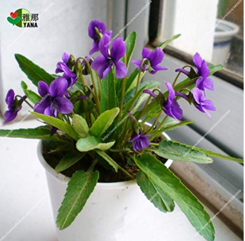 100pcs/pack Chinese Violet Seeds Beautiful herba violae Flower Seeds Viola philippica sementes de Flores for Home Garden Bonsai