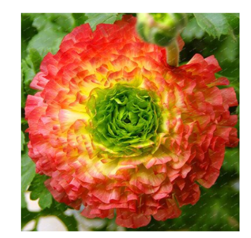 100 Pieces/Bag New Fresh Scabiosa Flower Plantas Perennial Home Garden