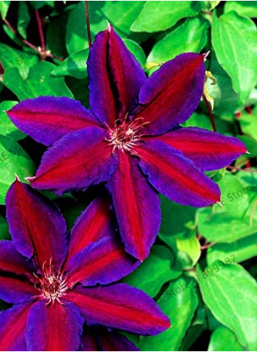 22Colored Clematis Plants Real Rare Clematis Plant Outdoor Plant Natural Growth Bonsai Home Garden 100 Pcs,#K3J92 