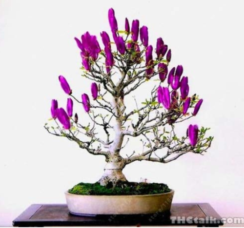 30 pcs/Bag Mini Magnolia Bonsai, Beautiful Flower Indoor or Ourdoor Potted Plants DIY for Home Garden - (Color: 3)