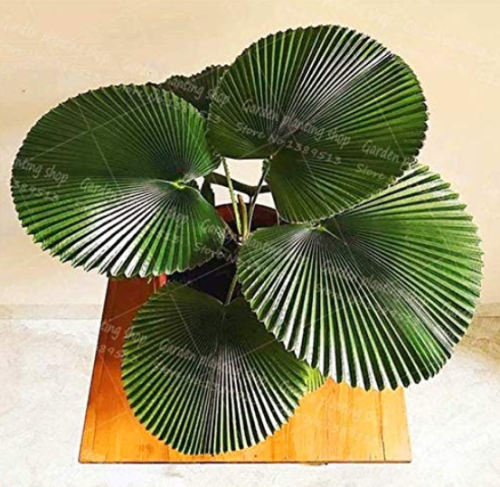 10Pcs/Bag Palm Bonsai Plant Perennial Purification Air Palm Tree Family Garden Potted Botanical Garden Forest Flower - (Color: 2)