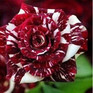 New Hierloom 20 Tiger Stripes Rose Seeds High Germination Rate Stunning Blooms Balcony