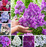 Imported Phlox Flower Bonsai Outdoor Rainbow Exotic Phlox Flower Drummondii Plant Easy to Grow DIY Home Garden Planting 100 Pcs - (Color: Mixed)
