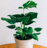 Genuine 100pcs/bag 12kinds Mix Philodendron Bonsai, Vine Leaf, Indoor Plants Anti Radiation Absorb dust Tree Garden 