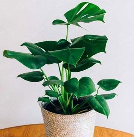 Genuine 100pcs/bag 12kinds Mix Philodendron Bonsai, Vine Leaf, Indoor Plants Anti Radiation Absorb dust Tree Garden 