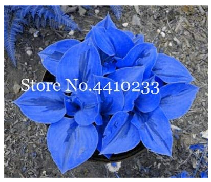 100 Pcs/Bag Bonsai Hosta Plants, Perennials Jardin Lily Flower Shade Hosta Flower Flores Herb Plants for Home Pot and Garden - (Color: n)