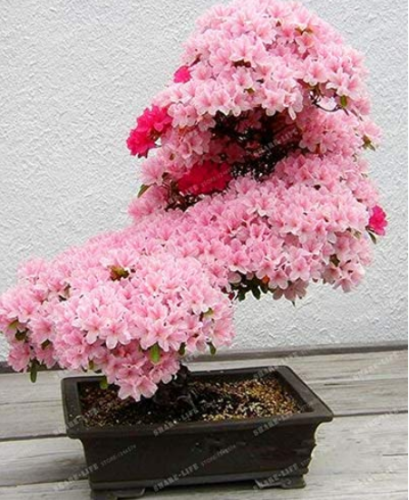 10PCS Bonsai Tree Japanese Sakura Bonsai Rare Japanese Cherry Blossoms Flowers Bonsai in DIY Home Garden Mini Bonsai