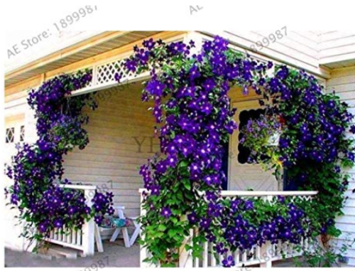  Clematis Plants Real Rare Clematis Plant Outdoor Plant Natural Growth Bonsai Home Garden 100 Pcs,