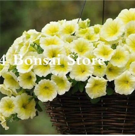 100 pcs Petunia Bonsai Four Seasons Can Be Planted Perennial Flowers Planting Indoor and Outdoor Bonsai Potted Plant 