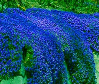 100pcs/bag Creeping Thyme Bonsai or Blue Rock CRESS Garden - Perennial Ground Cover Flower,Natural Growth for Home