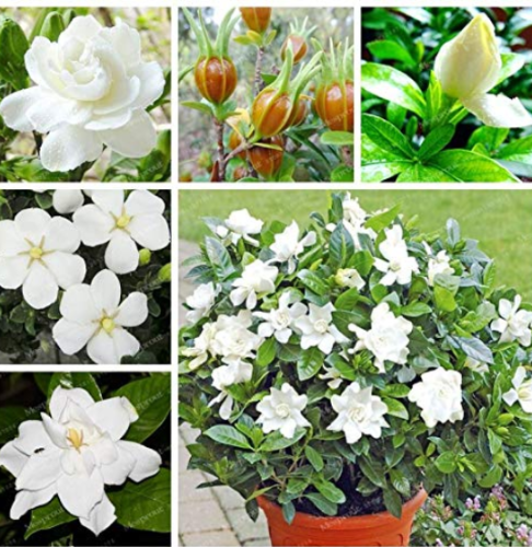 2 Pcs Gardenia Bonsai (Cape Jasmine) Amazing Smell & Beautiful Flowers Rare Bonsai Flower Bonsai for Indoor Plants - (Color: Mix)