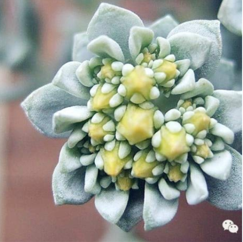 New Rare Sedum Dragons Blood Stonecrop Sedum Spurium - 100 Flower Plant 49% Perennial Plant to Drought