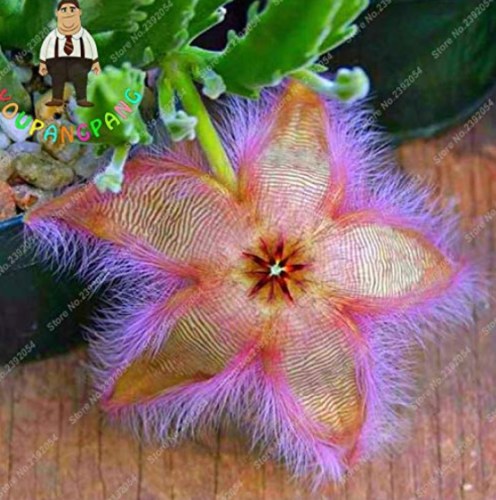 Exotic Rare Cactus Bonsai Stapelia Pulchella Bonsai Lithops Mix Succulents for Home Garden Flower Bonsai 200 Pcs - (Color: Mixed)