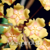 Flower Bonsai Hoya Kerrii Bonsai (December Orchid) Family Bonsai Garden Supplies 100PCS