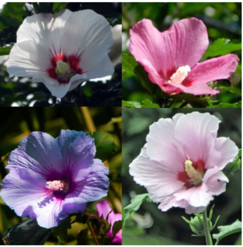 100 pcs Hibiscus syriacus, Althaea, Rose Mallow Ketmie, Hardy Shrub