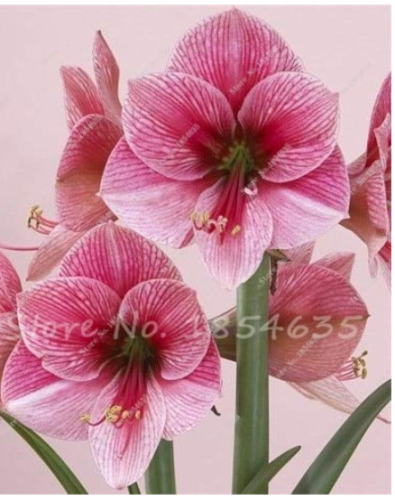50 Pcs Exotic Amaryllis Seeds,Barbados Lily Potted Seed,Bonsai Balcony Flower Seeds for Home Garden Planting