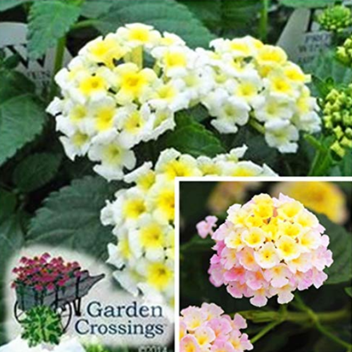 20 pcs/Pack Hot Sale 24 Color Lantana Camara Perennial Big Wild Sage Garden Flower Professional Pack Shrubby Tickberry - (Color: Mixed)