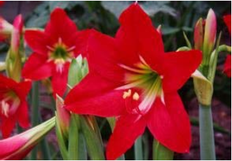 Hippeastrum Bulbs Bonsai Amaryllis Barbados Lily DIY Home Garden Lily Potted Bonsai Balcony Flower 100 pcs/Bag