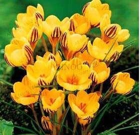 20 pcs/Bag Many Varieties Saffron Flores Saffron Flower plantas Saffron Crocus Plante Bonsai Plant for Home 