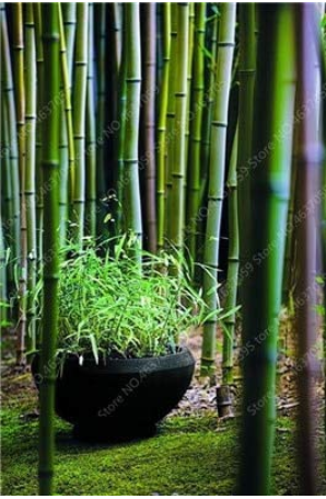 20 PCS Perennial Bamboo Plant Fresh Giant Mixed Moso Bambu Plant Bambusa Tree Ornamental Planta for Home Garden Flower Pot Plant