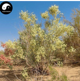 Sand Calligonum Tree Semente 100pcs Plant Desert Calligonum Mongolicum Sha Guai Zao