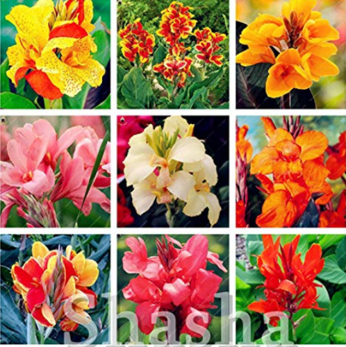 100 pcs/Bag Dwarf Bonsai Canna Lily Outdoor Tropical Bronze Scarlet Foliage Perennial Potted Plant for Home Garden Supply Decor - (Color: Mixed)