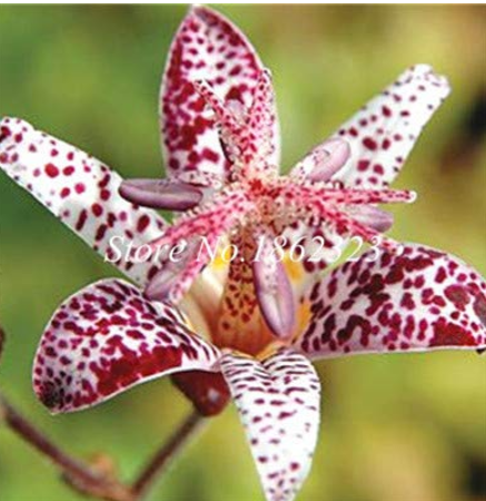 100 pcs Imported Toad Lily Plant Outdoor Charming Perennial Bonsai Potted Lilum Flower Landscaping Garden Plant