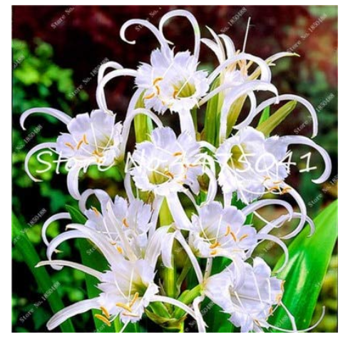 New Rare Spider Lily Bonsai Rare Lilium Brownii Flower Fragrance Ornamental Plants Can Purify The Air Bonsai Pot Plant 100 Pcs