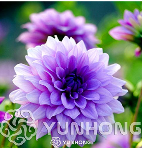 50pcs/Bag Dahlia Flower Seed Mexico's National Flower Garden Plants Garden Supplies Home Potted Seed