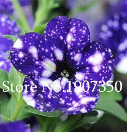 100 Pcs Funny Climbing Plants for Home Garden Planting Planting Petunia Plant