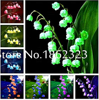 100 Pcs Lily of The Valley Flower Bonsai, Bell Orchid Bonsai Plants, Rich Aroma, Multi-Colored Orchids for Home Garden Planting - (Color: Mixed)