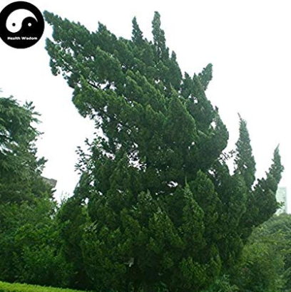 Juniperus Chinensis Tree Semente 120pcs Plant Chinese Dragon Arborvitae Tree